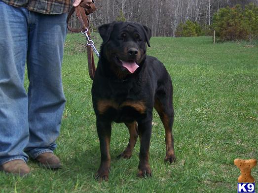 Dogs for Sale in MI